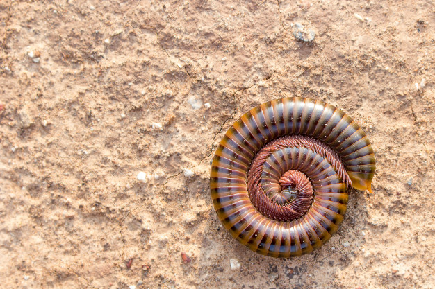 Beautiful millipede stay on floor