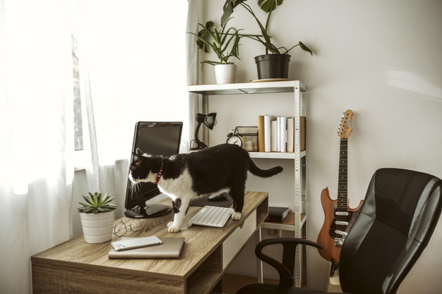 Cat walking on a desk indoors