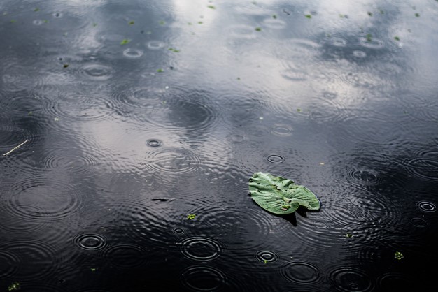 ฝันเห็นฝนตก