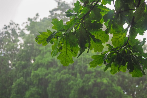 ฝันเห็นฝนตกปรอยๆ