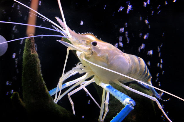 กุ้งอยู่ในน้ำ