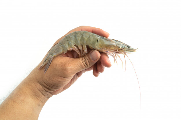 จับกุ้ง