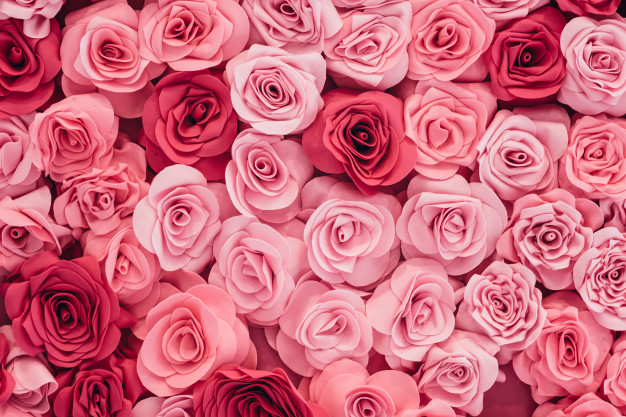 ดอกกุหลาบสีชมพู