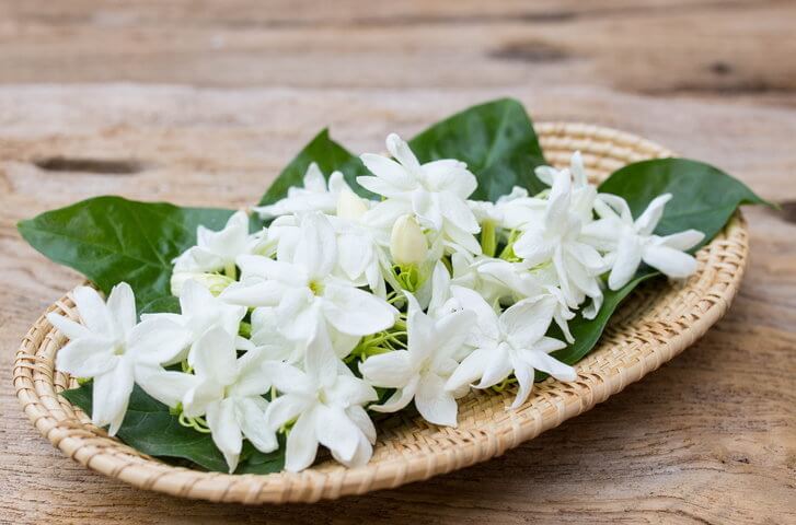 ดอกมะลิขาว