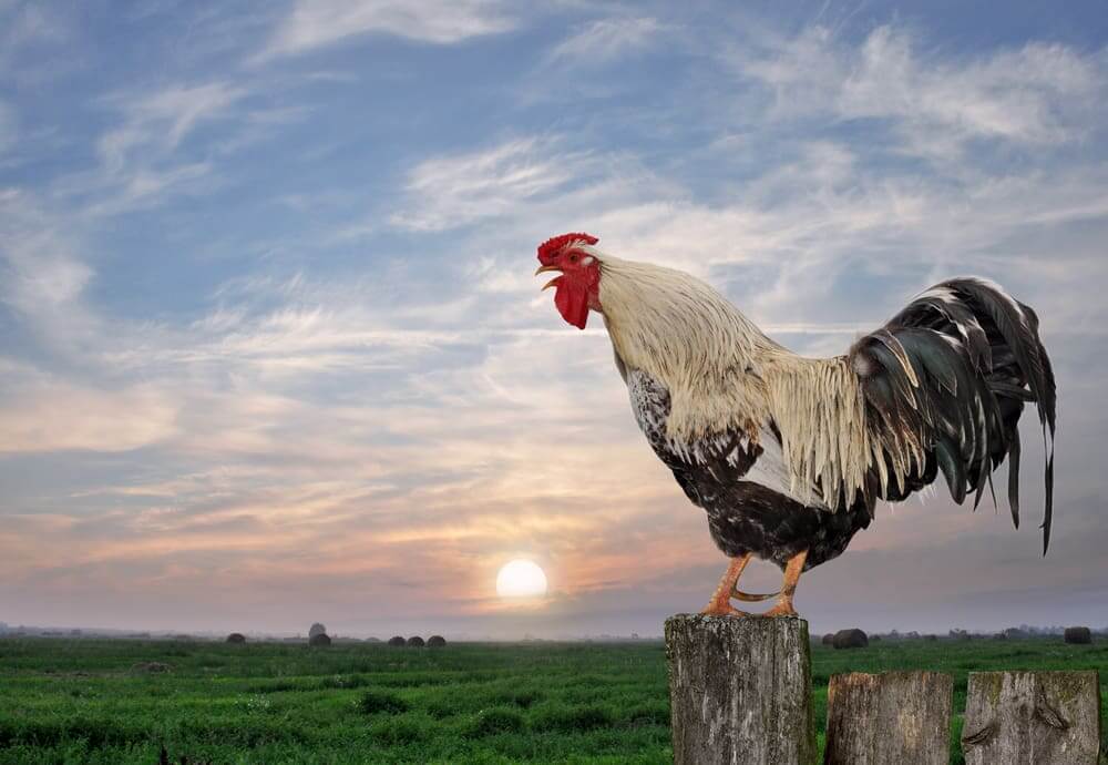 ไก่ขัน ตอนเช้า