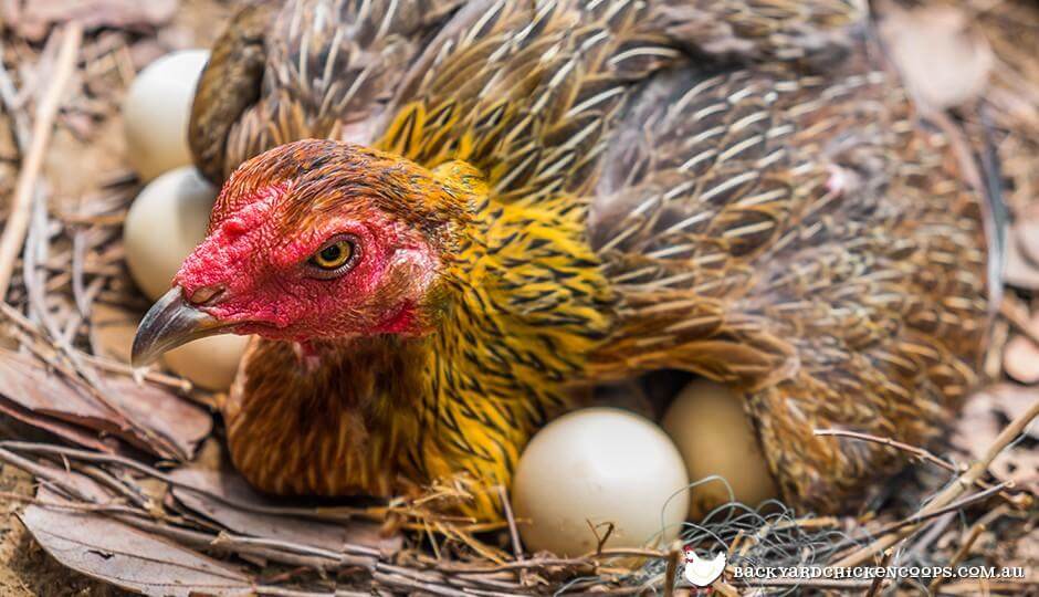 ไก่กกไข่