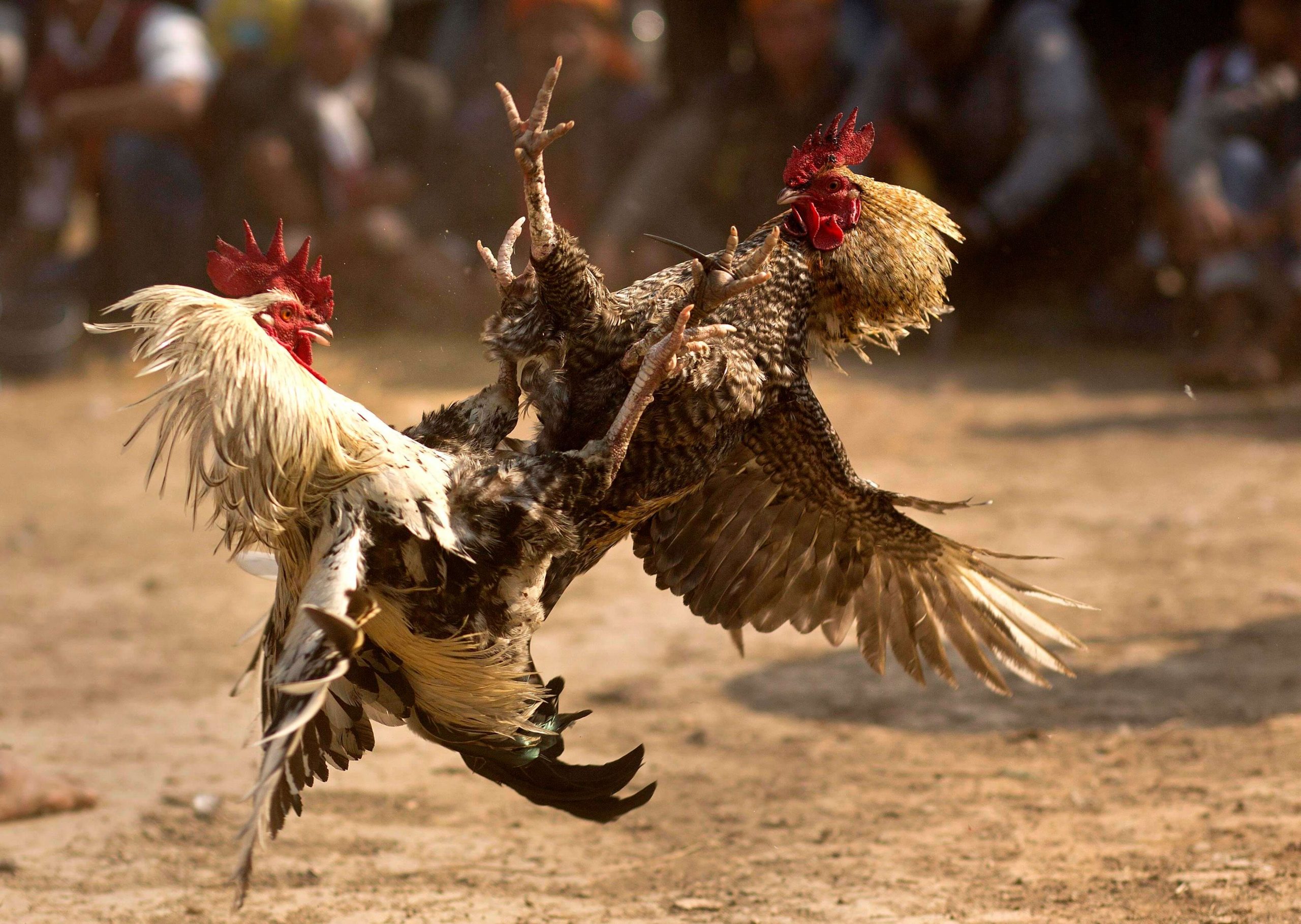 ไก่ชน