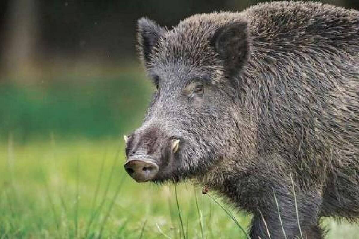 หมูป่าลุยทุ่ง