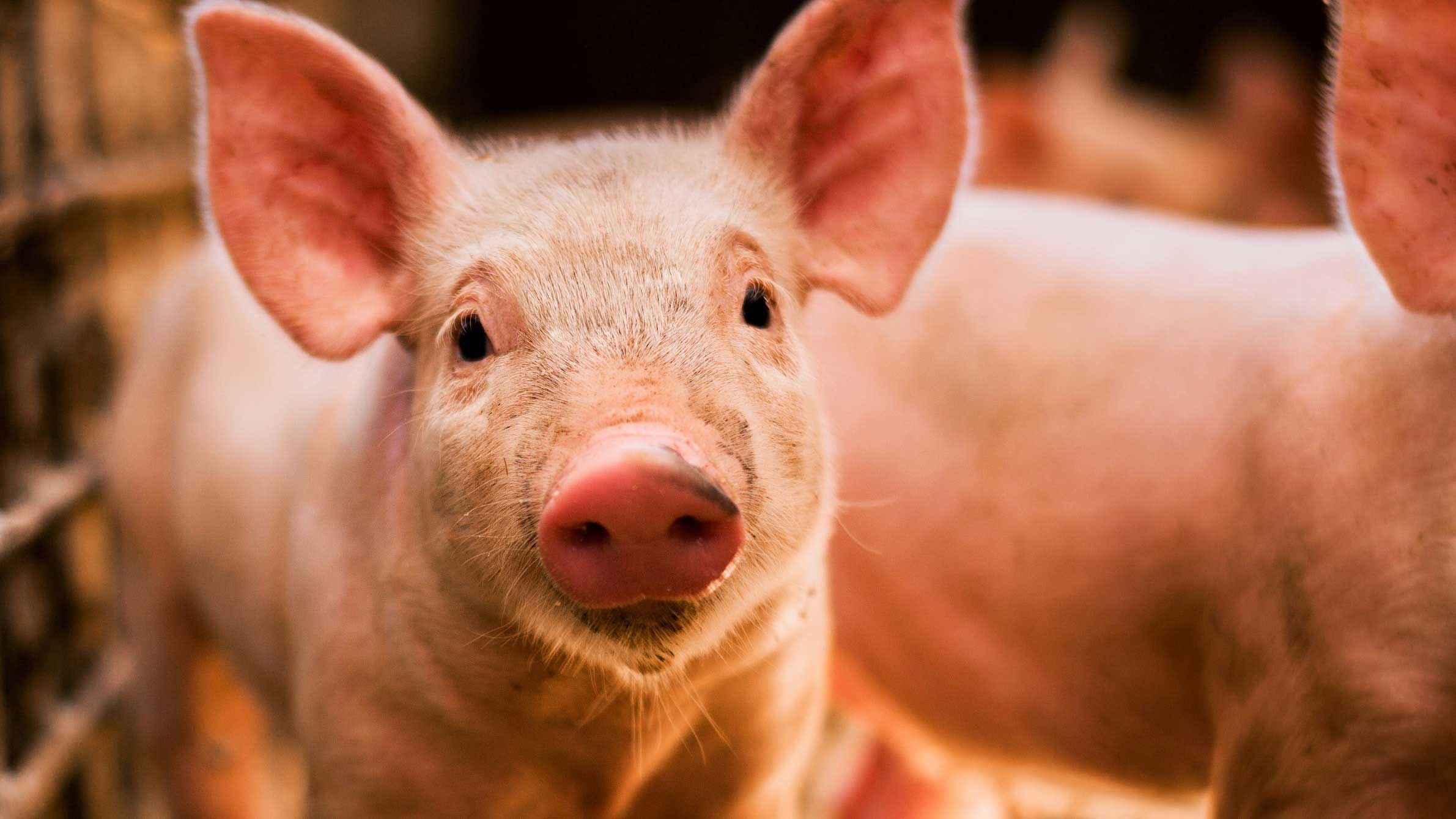 หมูมองกล้อง