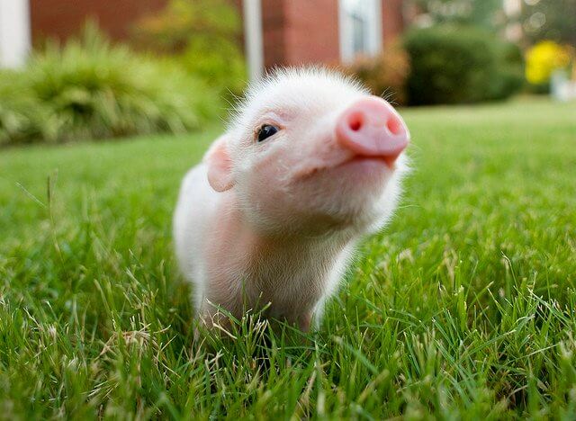 ลูกหมู