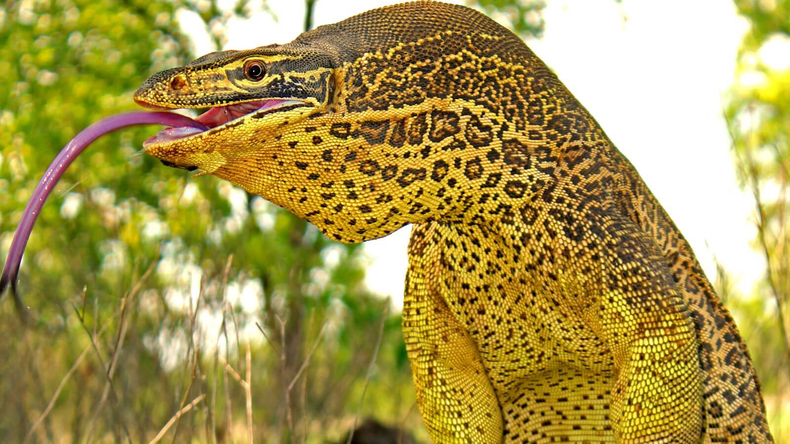 ตัวเงินตัวทองสีเหลือง