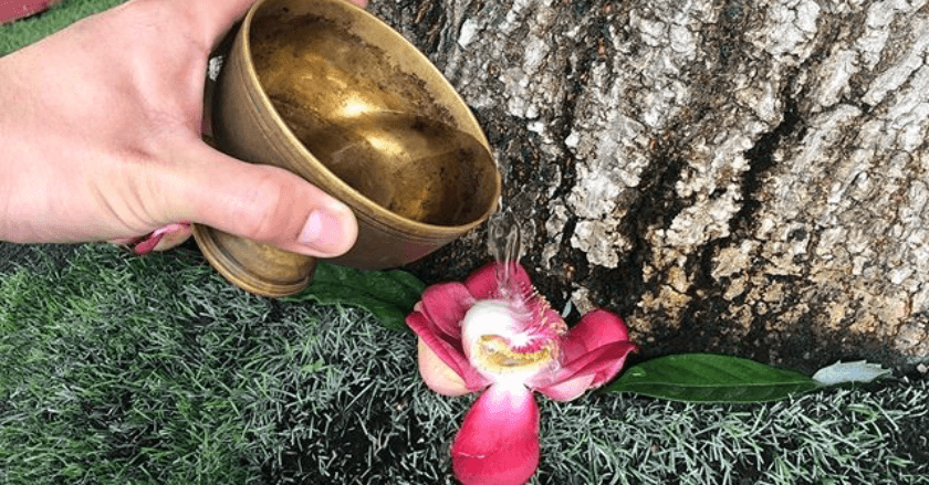 รดน้ำลงโคนต้นไม้