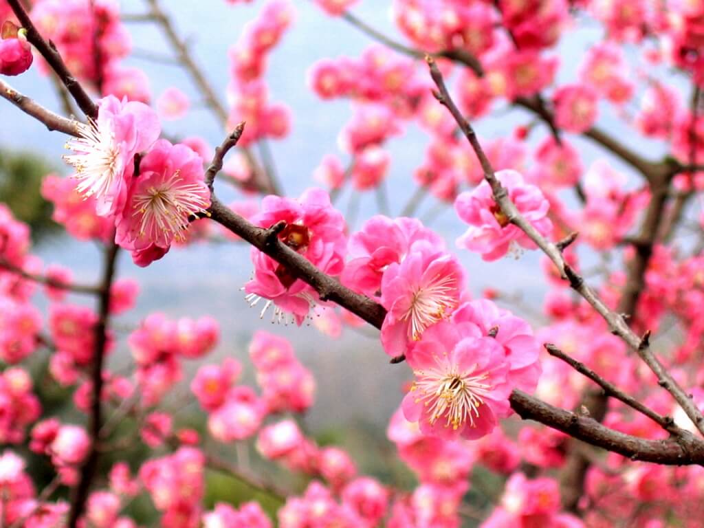 ดอกเหมยสีสวย