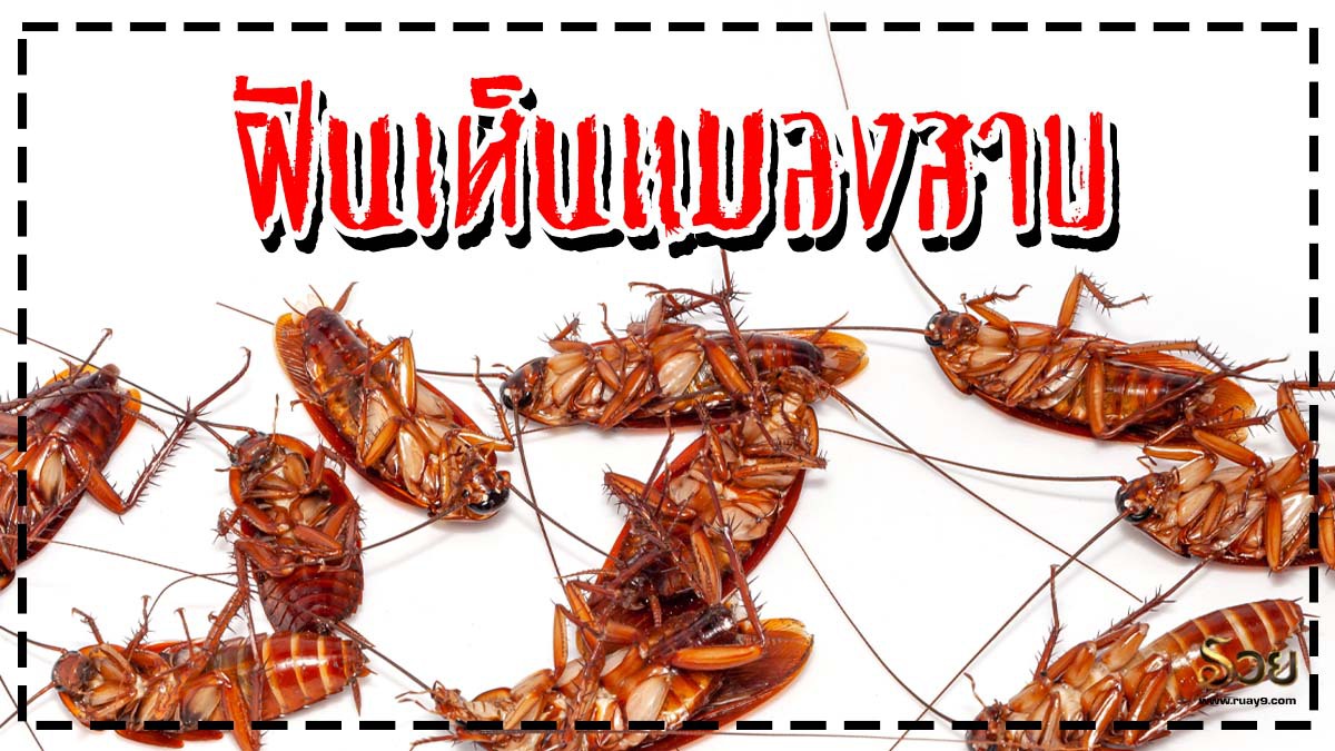 ฝันเห็นแมลงสาบ