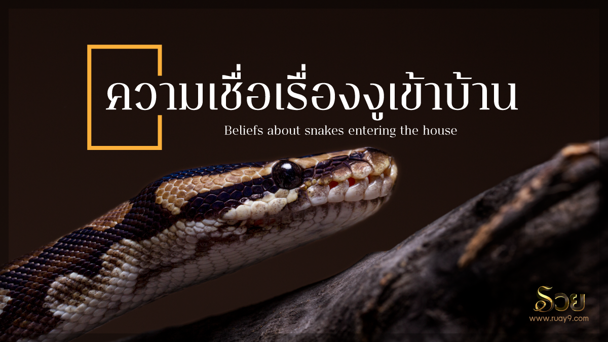 งูเข้าบ้าน